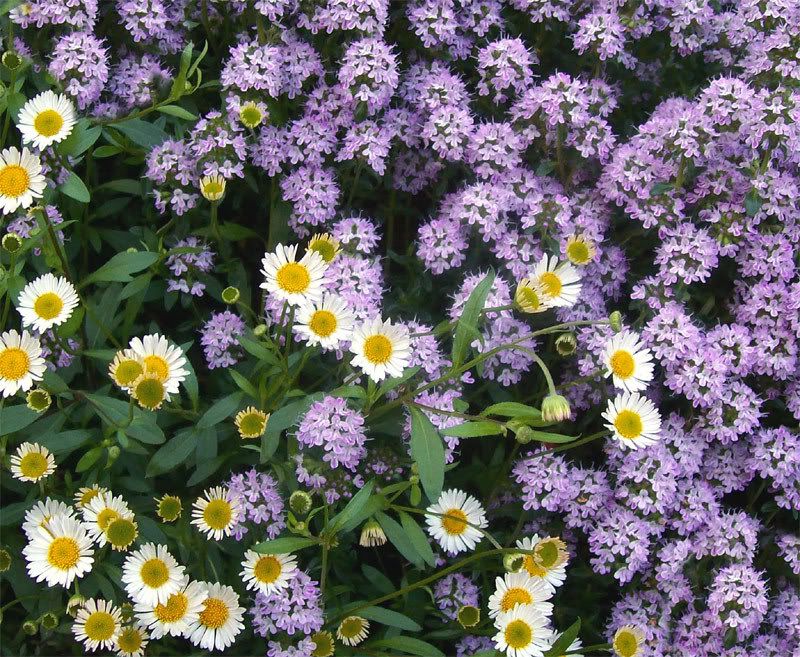 Erigeron-timo.jpg