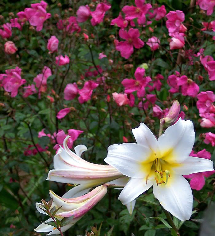 Lilium-Mutabilis.jpg