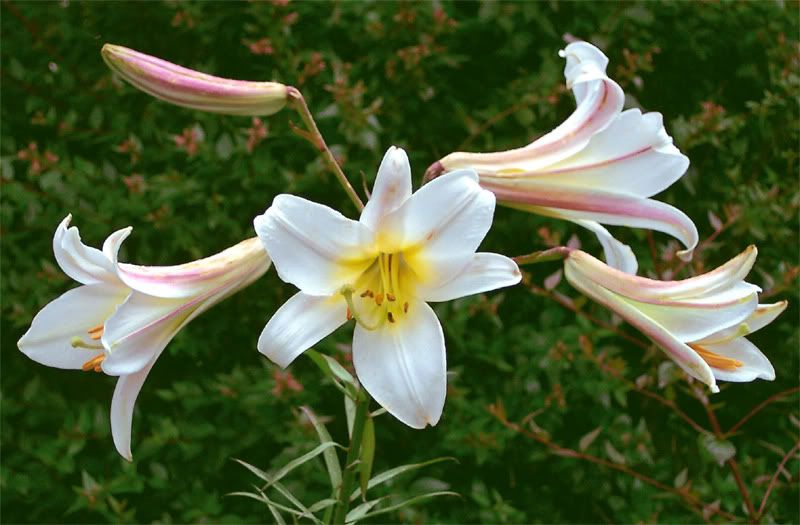 Lilium.jpg