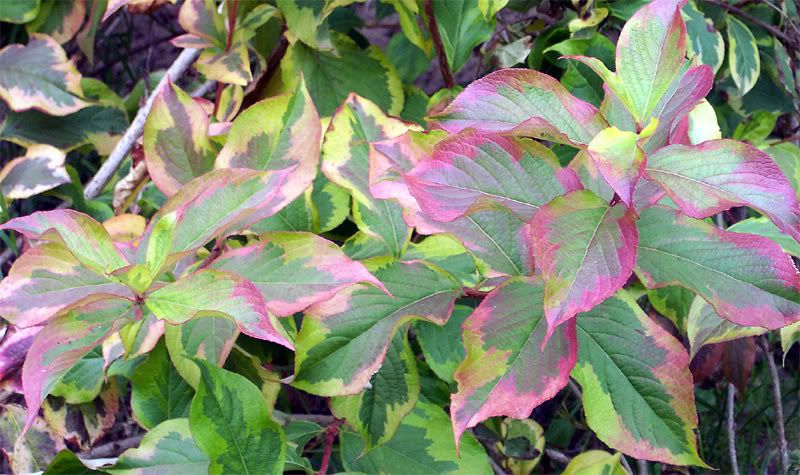 Weigelia-autunno.jpg