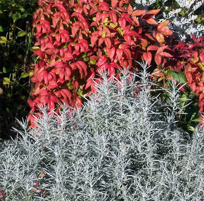 nandina-fire-power.jpg