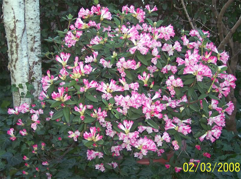 rododendro-2008.jpg