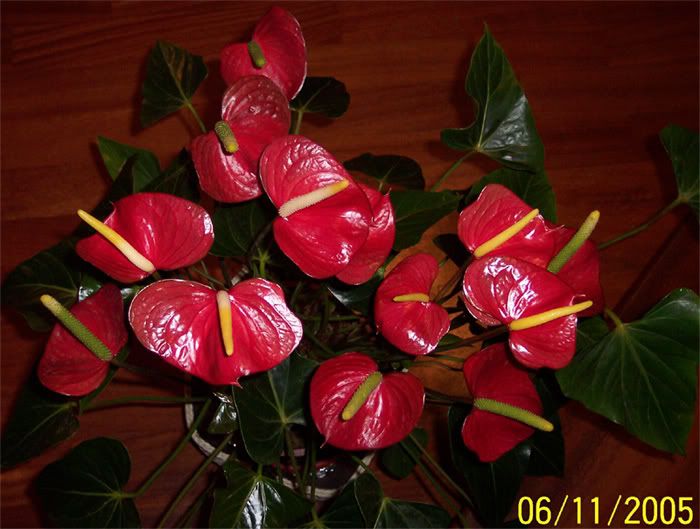 Anthurium-rosso-nov.jpg