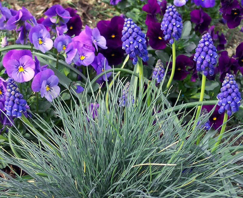 festuca-muscari-violette.jpg