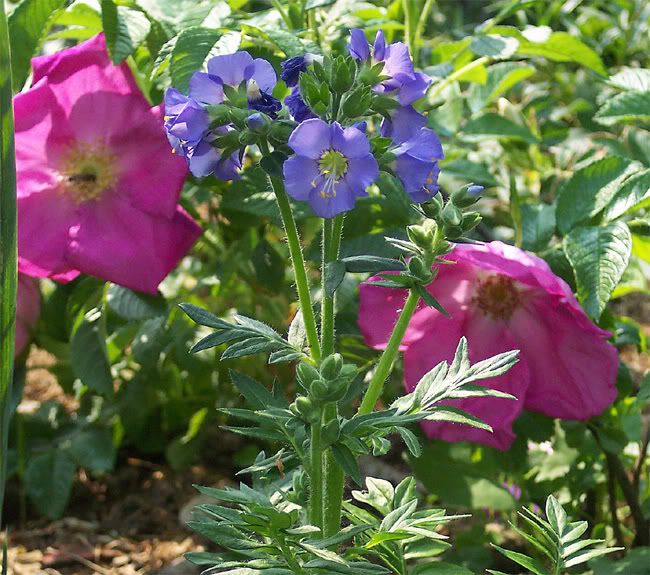 polemonium-boreale.jpg