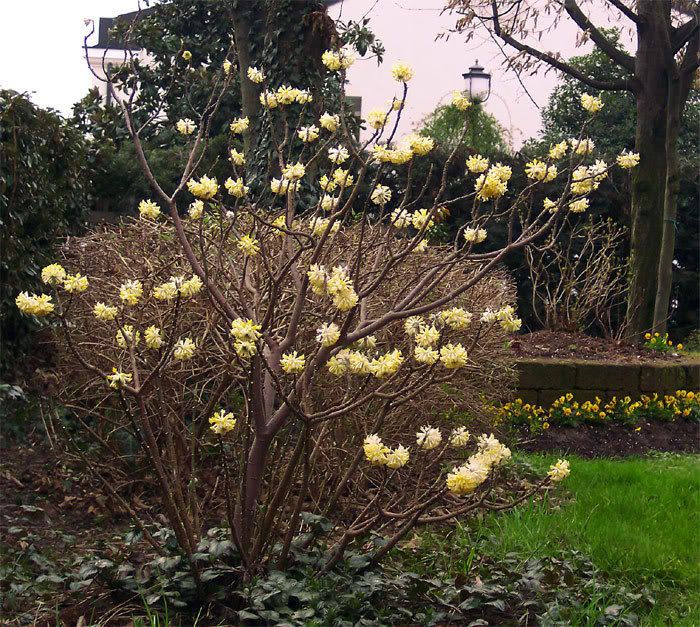 Edgeworthia-2007-febbraio.jpg