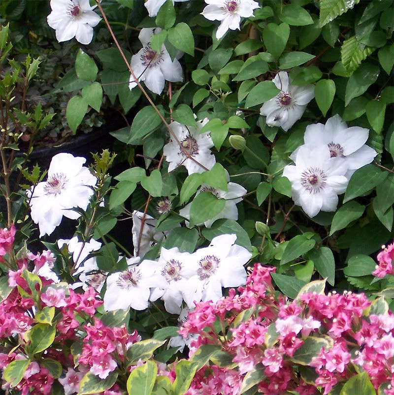 weigelia-clematis.jpg