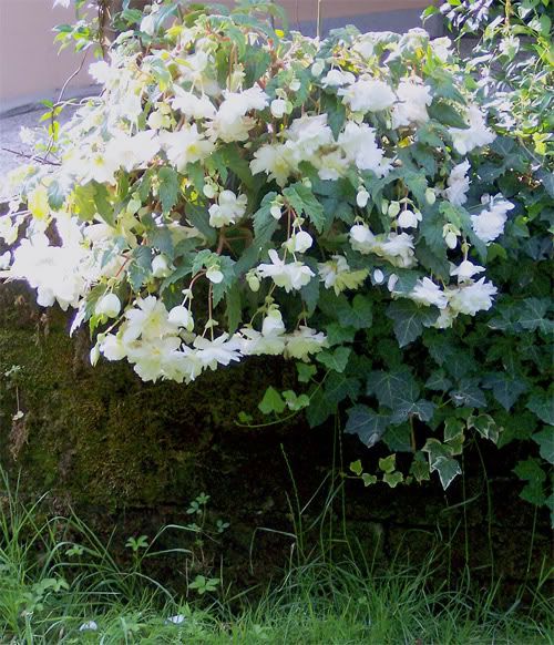 Begonia-totale.jpg