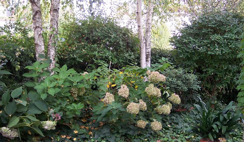 Due-viburnum.jpg