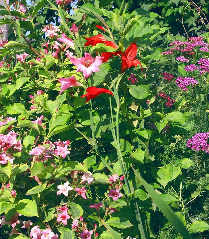 gladioli-Weigelia.jpg