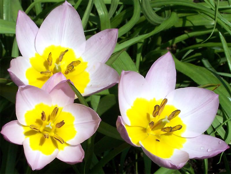 tulipani-rosa.jpg