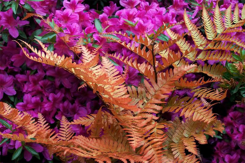 Dryopteris-erythrosora.jpg