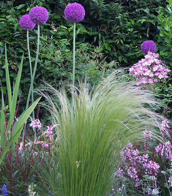 Stipa-Alium.jpg