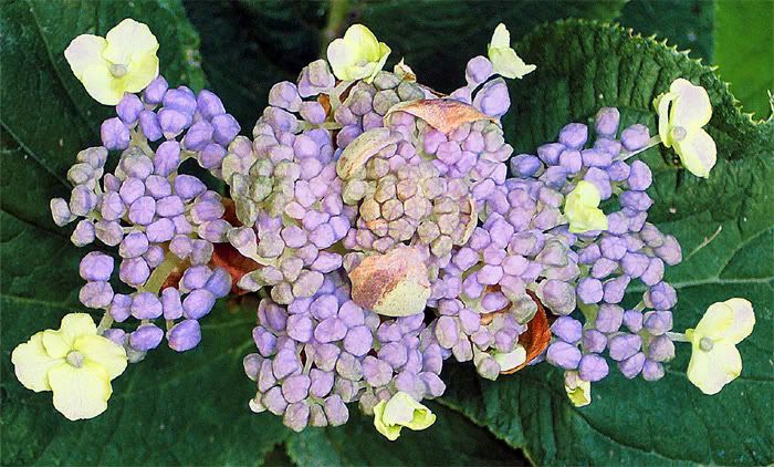 Hydrangea-involucrata-Mido.jpg