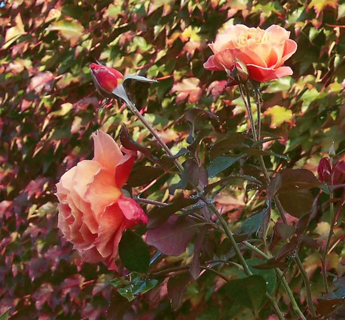 Rose-autunno.jpg