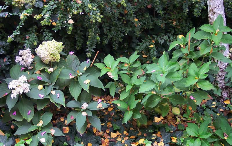 autunno-ortensie.jpg