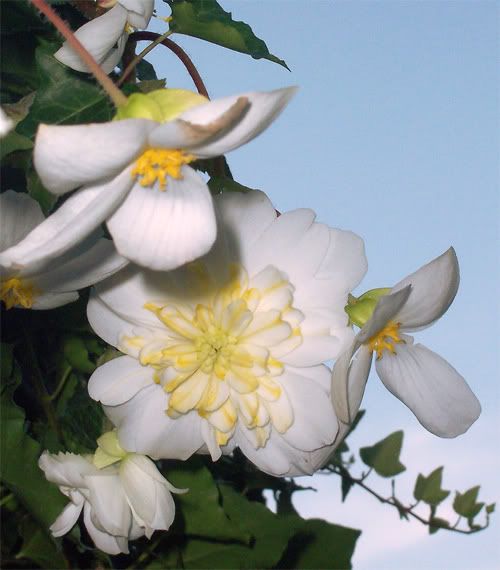 begonia-fiore-sett.jpg