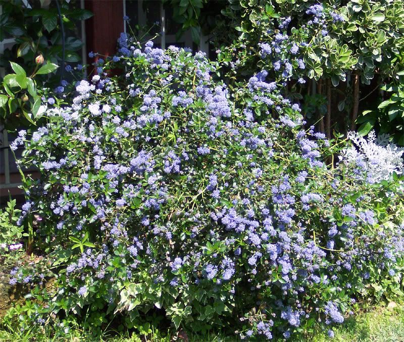 ceanothus-repens2.jpg