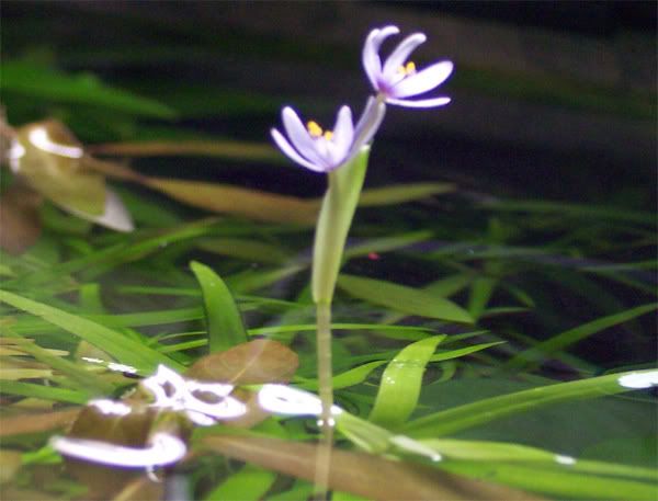 fiore-heteranthera-zoosteri.jpg