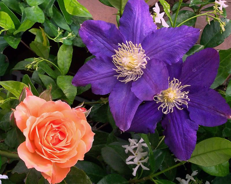 rosa-e-clematis-luglio.jpg