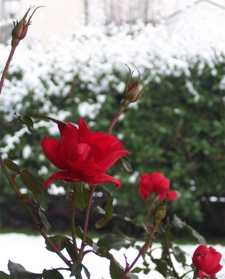 rose-e-neve.jpg