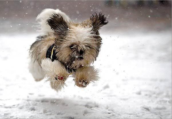 A blind puppy named Guido frolics through his first snow Nov 26 in Vail Village, Colo, in the first of a series of snowstorms to pass through the area