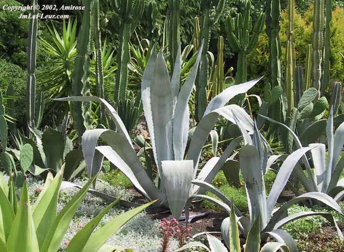 Agave et Cactus