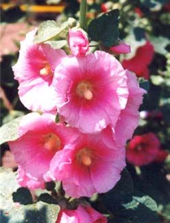 Rose Trémière, gros plan