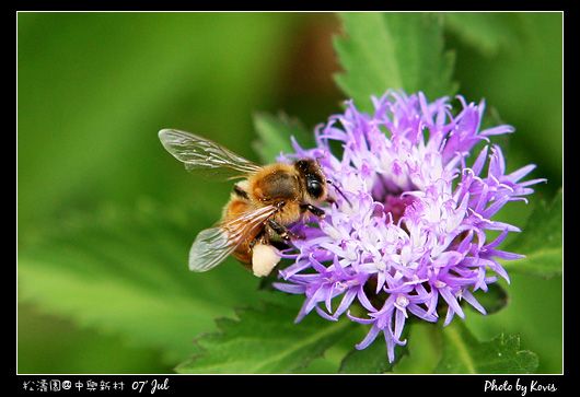 庭院裡的蜜蜂和花