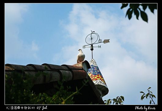 黃昏時 屋頂上的鴿子