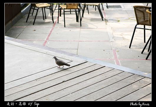 無人的咖啡座 鴿子漫步 