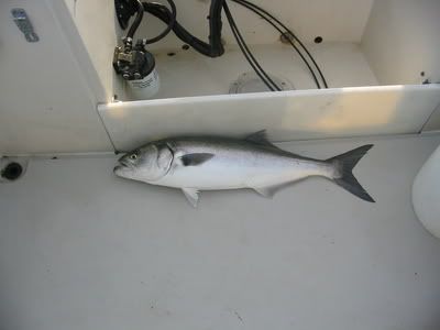 IMG_2243.jpg