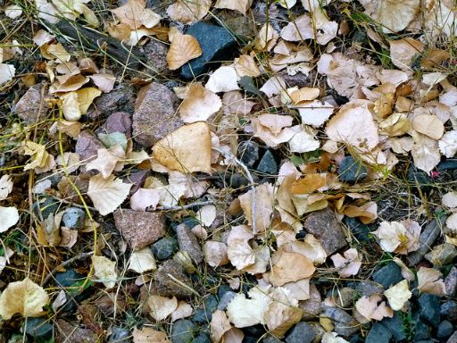 Leaves and rocks near Boulder, CO