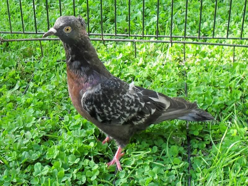 Pigeons and dove pics Rabbit Talk Meat Rabbit & Farming Forum