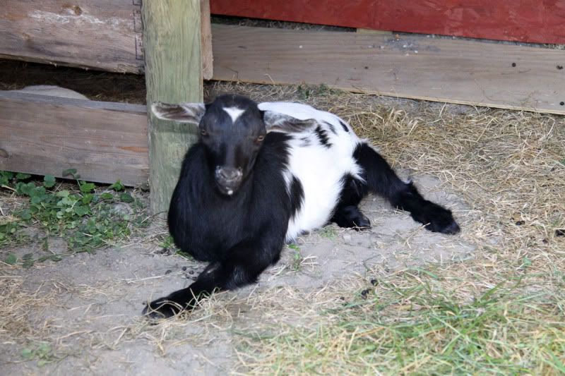 In-The-Barn.jpg