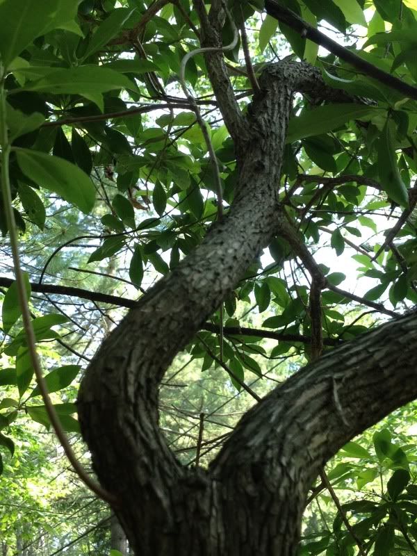 Laurel tree twisting like Daphne by Rachel Wintemberg