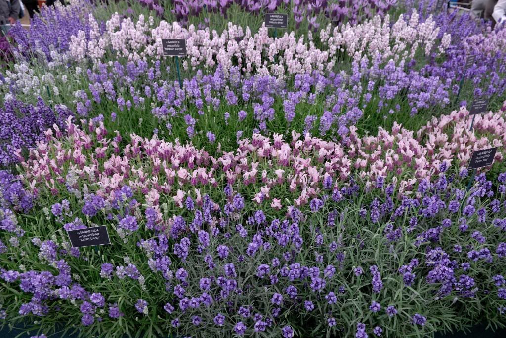 Chelsea Flower Show Lavender