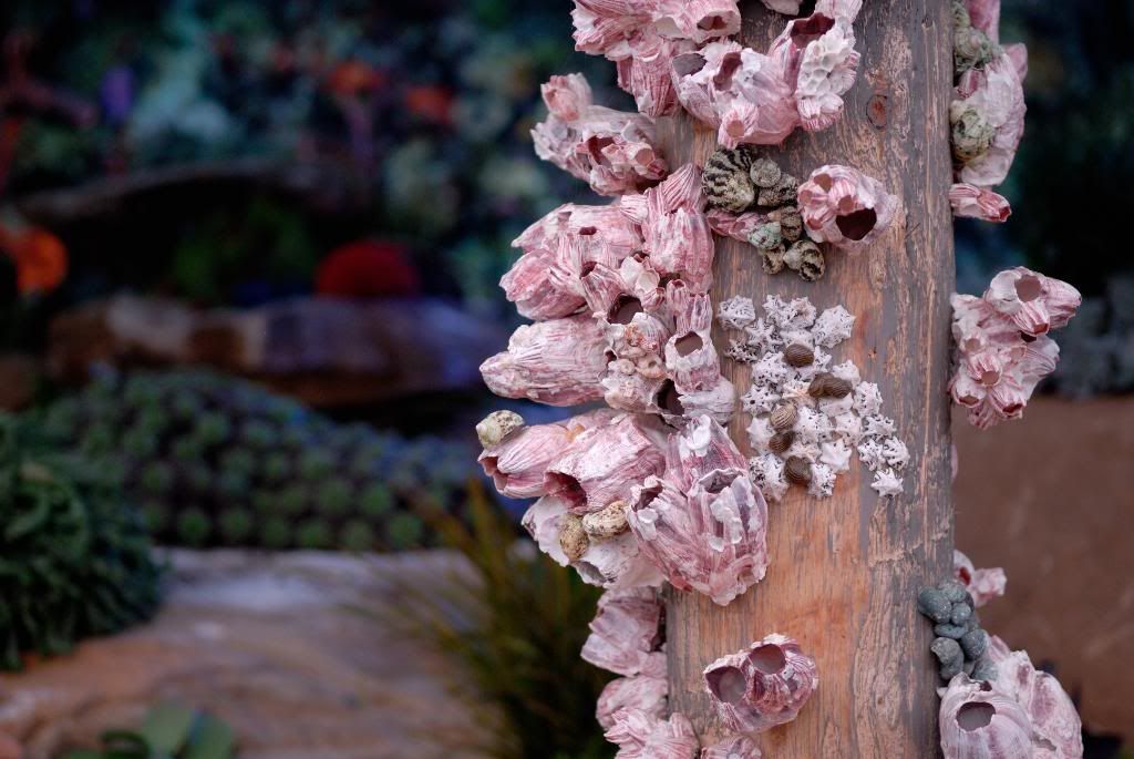 Chelsea Flower Show - Cayman Islands