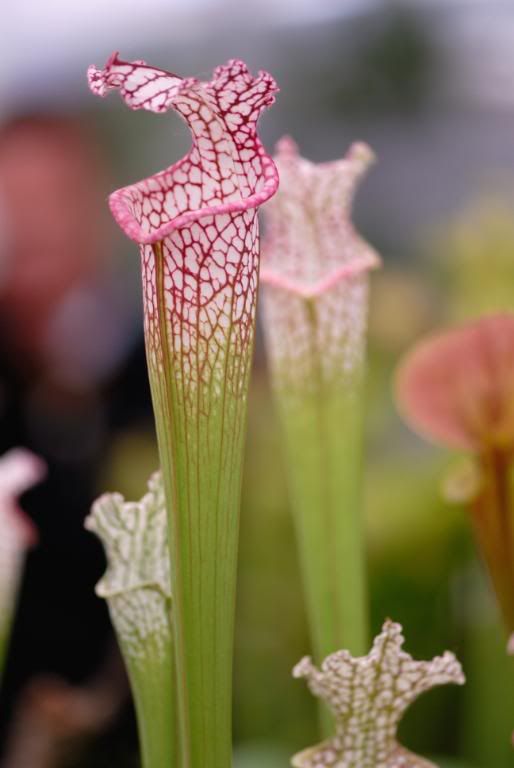 Chelsea Flower Show - carnivorous