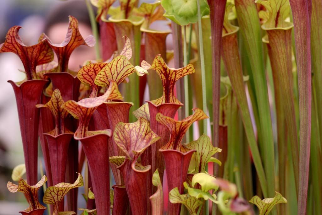Chelsea Flower Show - carnivorous