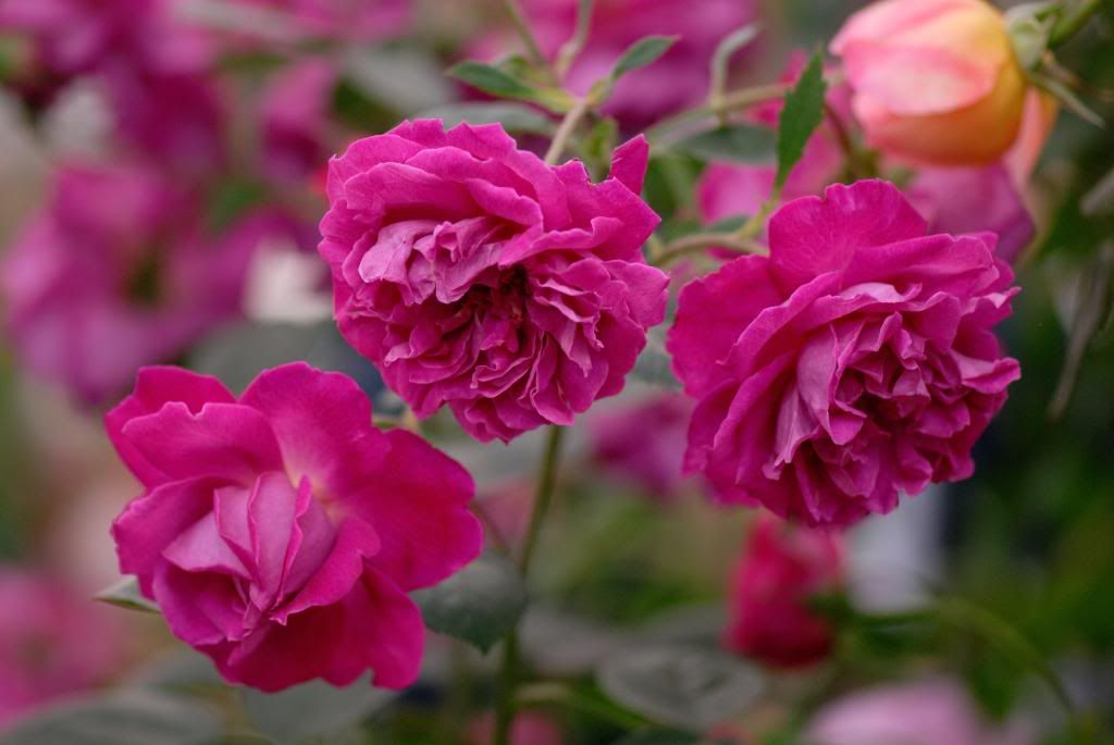 Chelsea Flower Show - Austin Tam o'Shanter