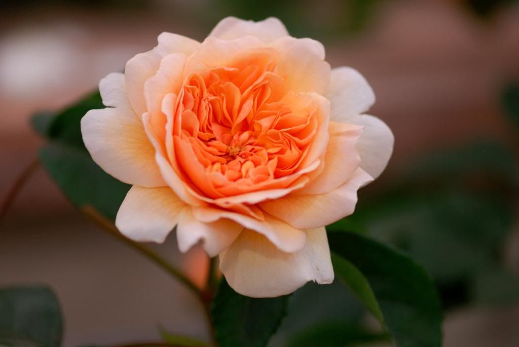 Chelsea Flower Show - Austin, Port Sunlight