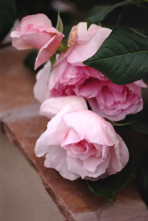 Chelsea Flower Show - Austin, The Wedgwood Rose
