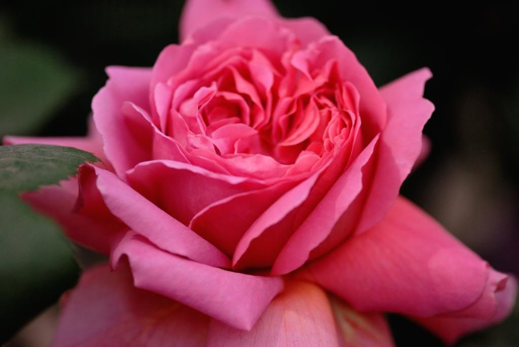 Chelsea Flower Show - Austin , Princess Alexandra of Kent