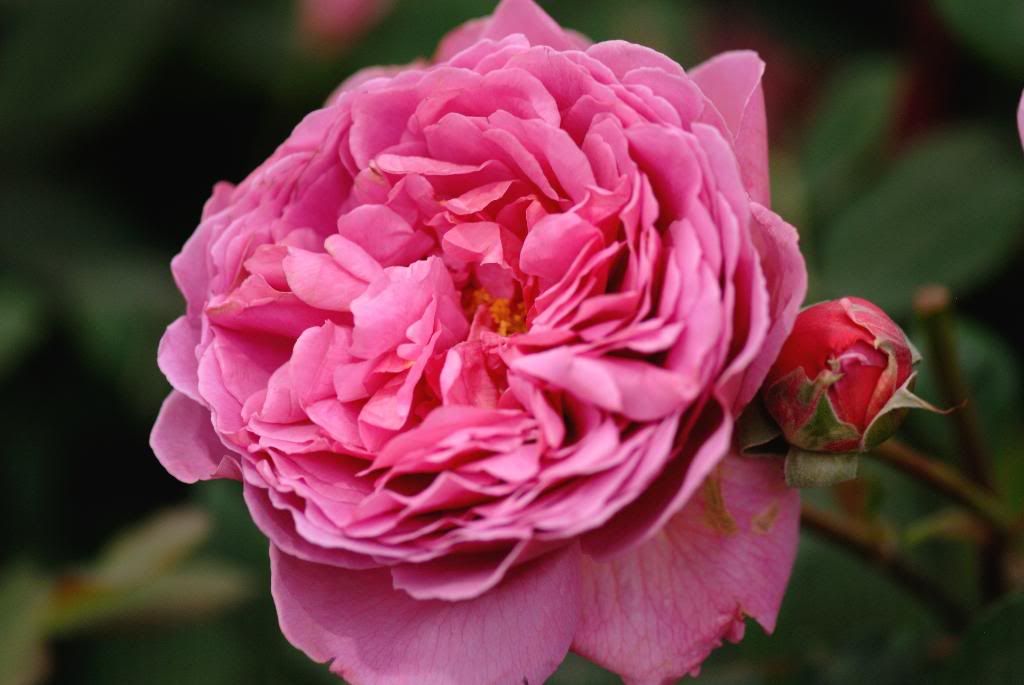 Chelsea Flower Show - Austin , Princess Alexandra of Kent