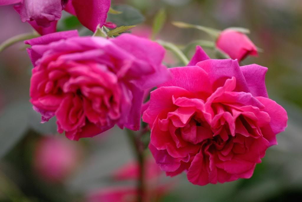 Chelsea Flower Show - Austin , Tam o'Shanter