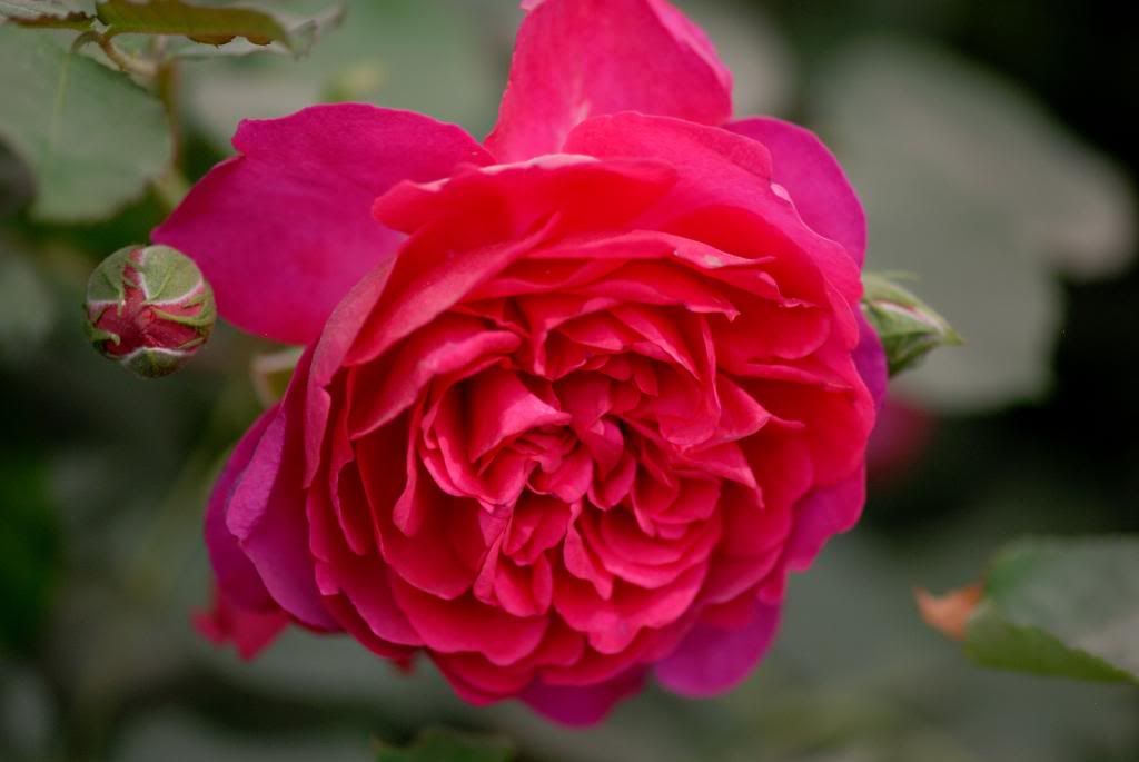 Chelsea Flower Show - Austin, Ben Britten