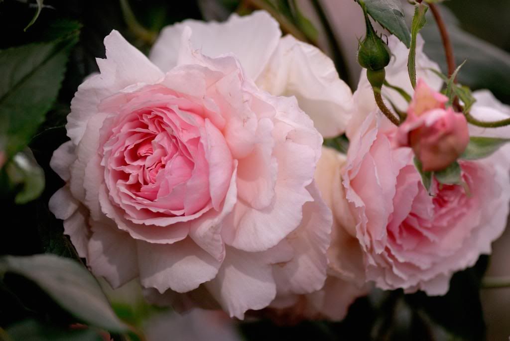 Chelsea Flower Show - Austin, The Wedgwood Rose