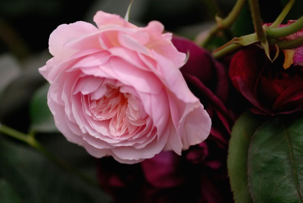 Chelsea Flower Show - Austin,, Munstead Wood and ...