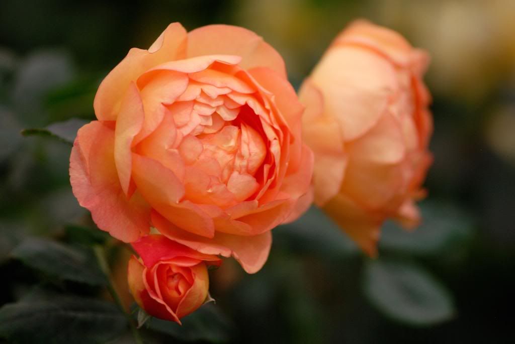 Chelsea Flower Show - Austin, LAdy of Shalott